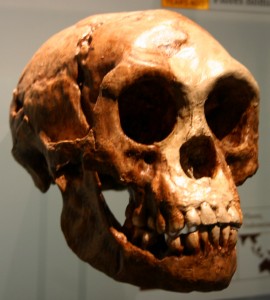 Skull with associated mandible. en.wikipedia.org880