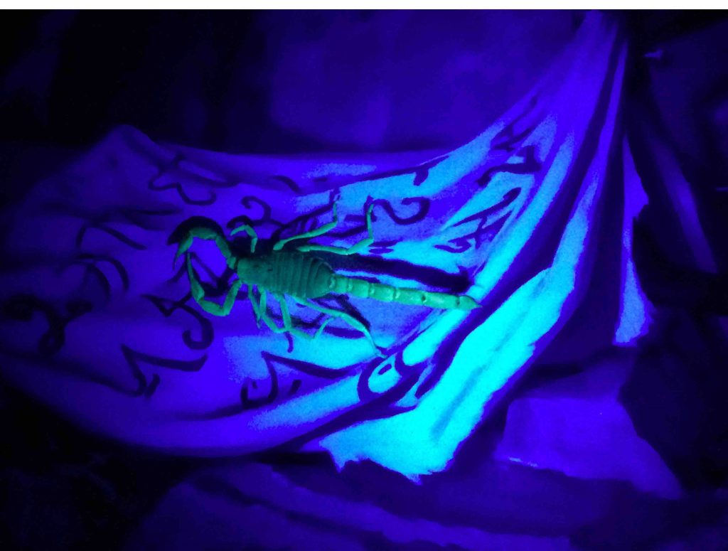 ::::Pictures:2020 scopion UV sunlight:IMG_2319  scorpion  ultra violet blue Title of Liberty full.jpg