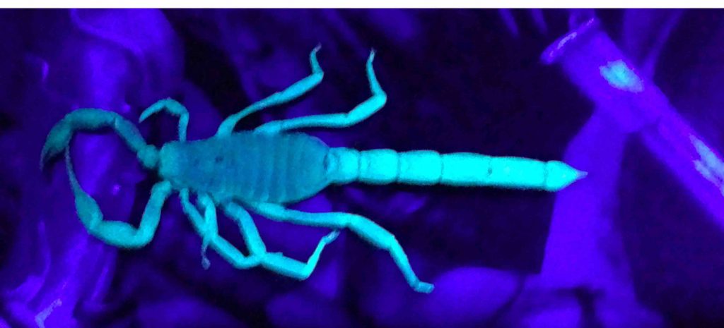 ::::Pictures:2020 scopion UV sunlight:IMG_2311  scorpion  ultra violet blue.jpg